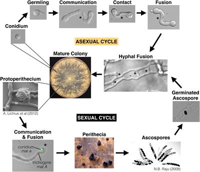 Communicate and Fuse: How Filamentous Fungi Establish and Maintain an Interconnected Mycelial Network